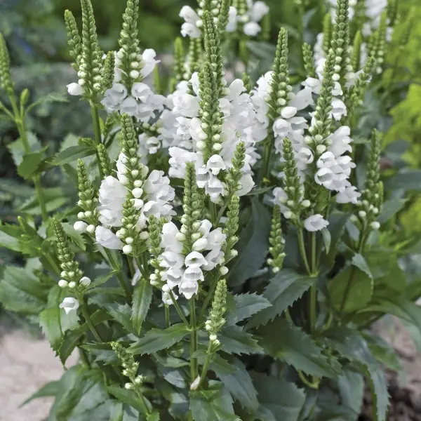Physostegia virginiana Crystal Peak