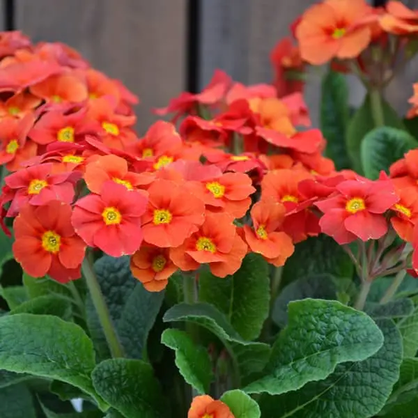 Primevère elatior Marmalade