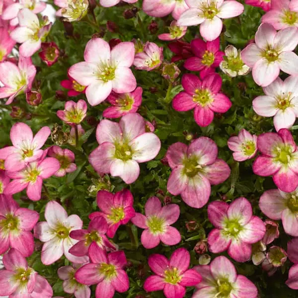 Saxifraga arendsii Lofty Pink Shades