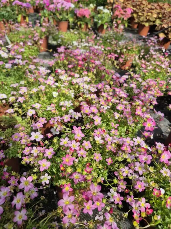 Saxifraga arendsii Lofty Pink Shades