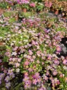 Saxifraga arendsii Lofty Pink Shades