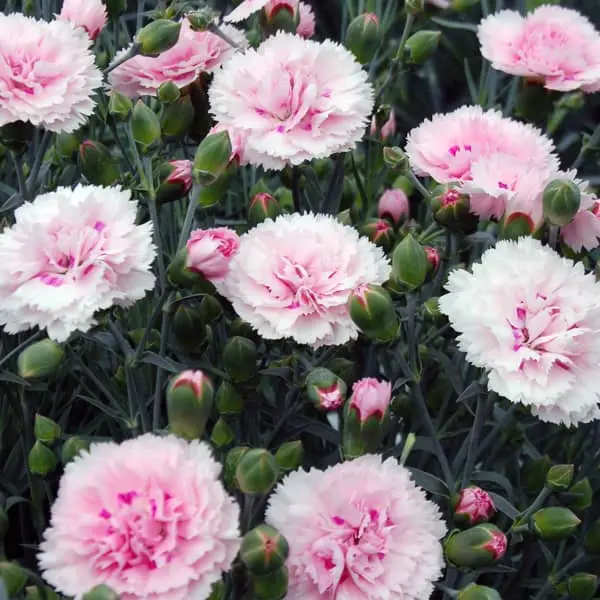 Dianthus hybrida Perfume Pinks Candy Floss