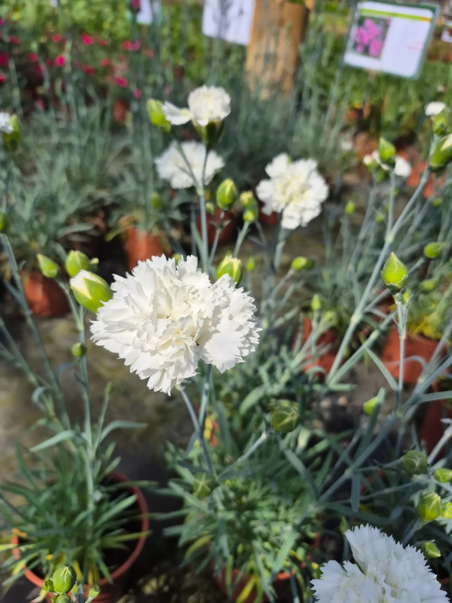 Dianthus hybrida Perfume Pinks Memories