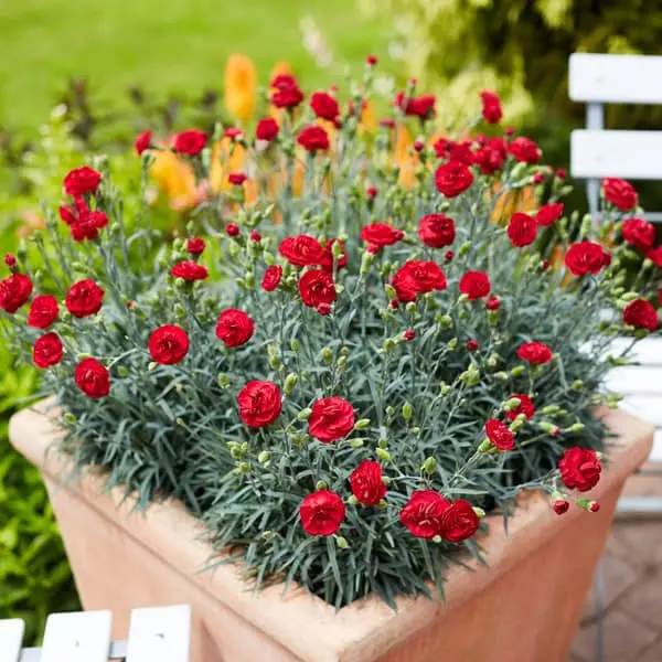 Dianthus hybrida Perfume Pinks Passion