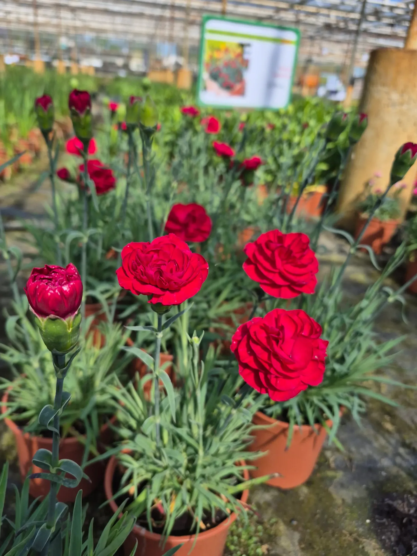 Dianthus hybrida Perfume Pinks Passion
