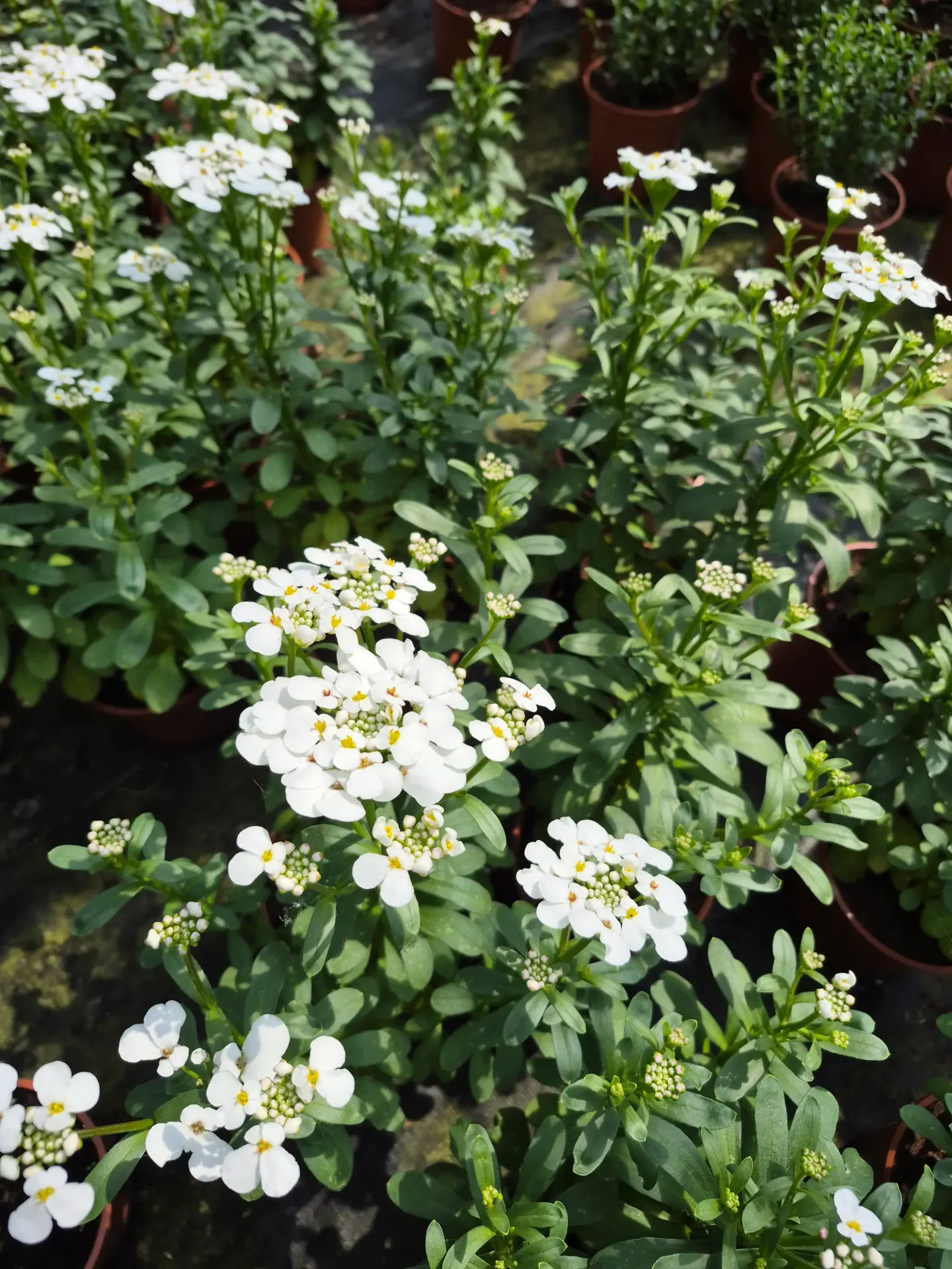 Iberis sempervirens Masterpiece White