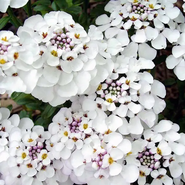 Iberis sempervirens Masterpiece White