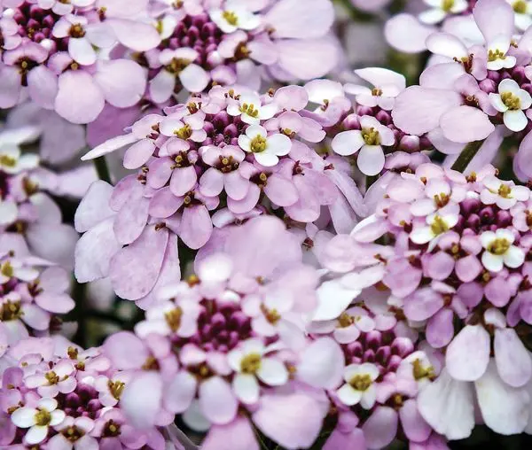 Iberis sempervirens Pink Ice