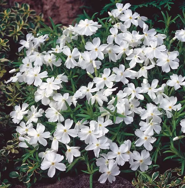 Phlox subulata