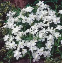 Phlox subulata