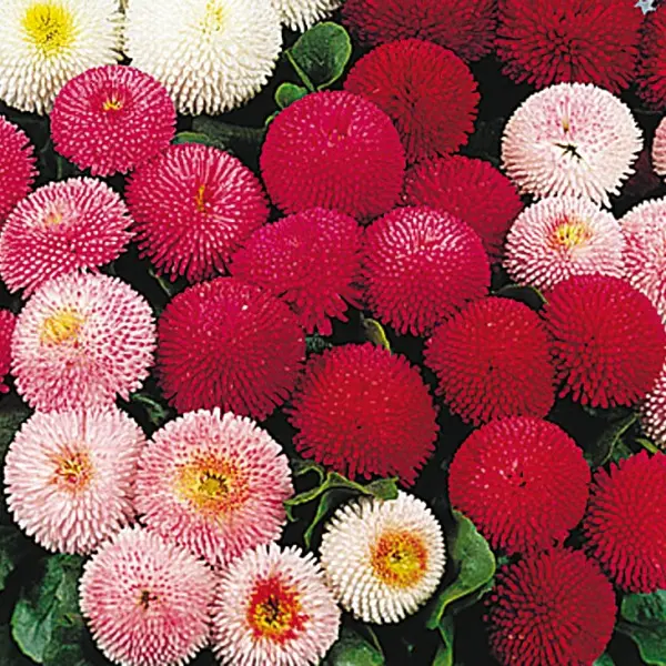 Bellis perennis Tasso Mix