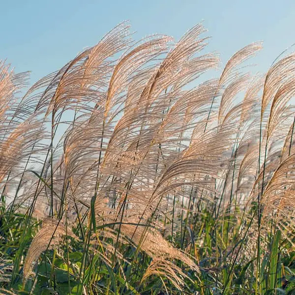 Miscanthus sinensis