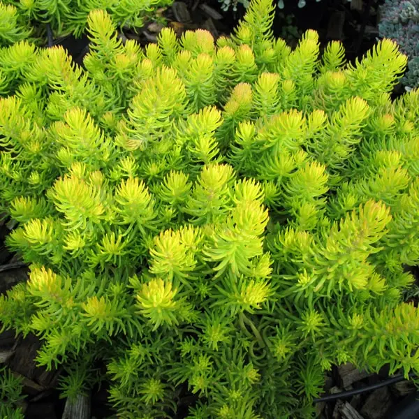 Sedum rupestre Lemon Ball