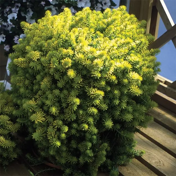 Sedum rupestre Angelina