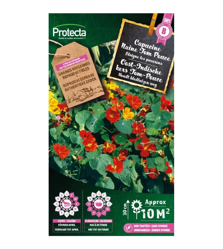 [SE-CON-00026] Capucine Naine Tom Pouce