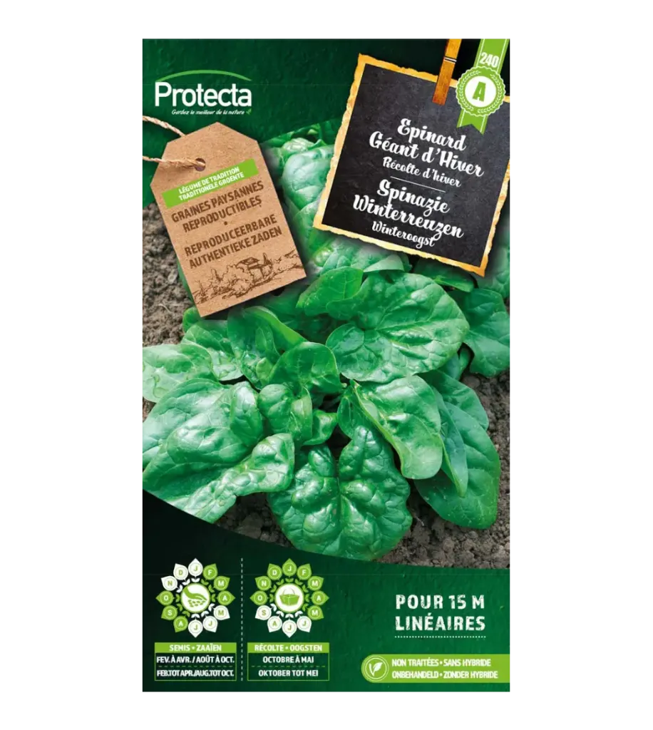 [SE-POT-00053] Epinard Géant d'Hiver