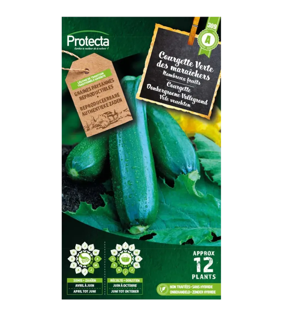 [SE-POT-00072] Courgette Verte des maraîchers