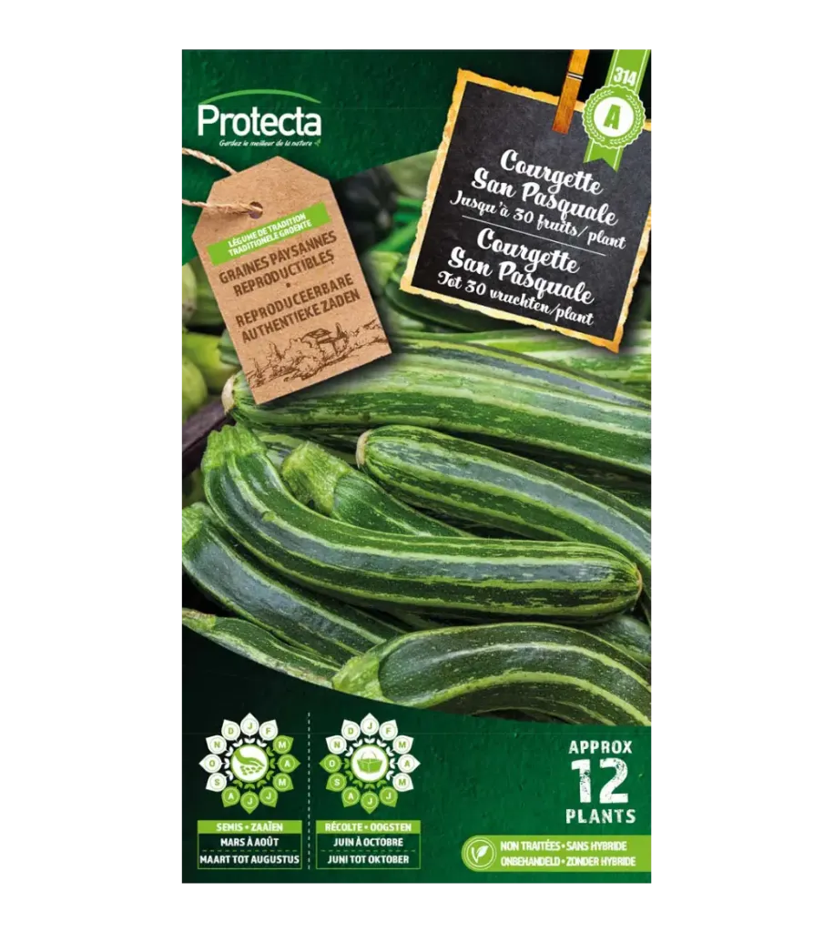 [SE-POT-00157] Courgette San Pasquale