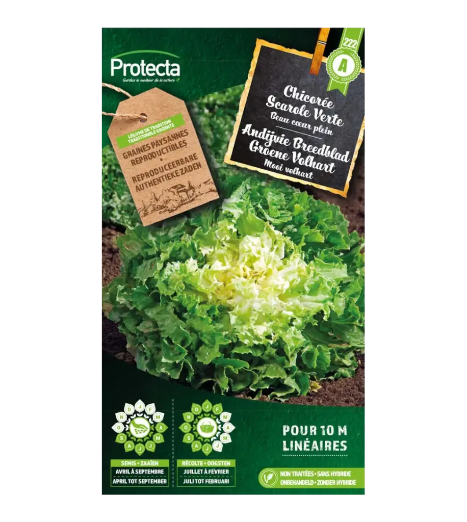 [SE-POT-00045] Chicorée Scarole Verte