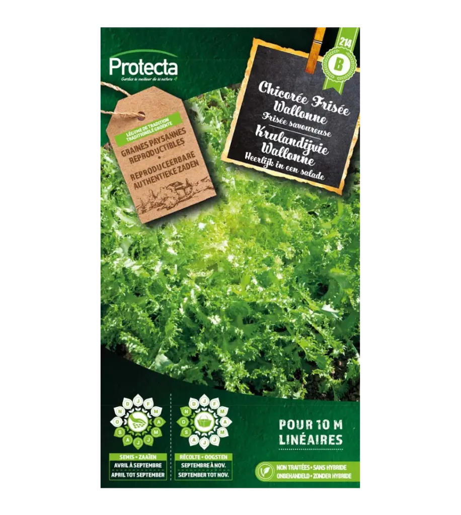 Chicorée Frisée Wallonne