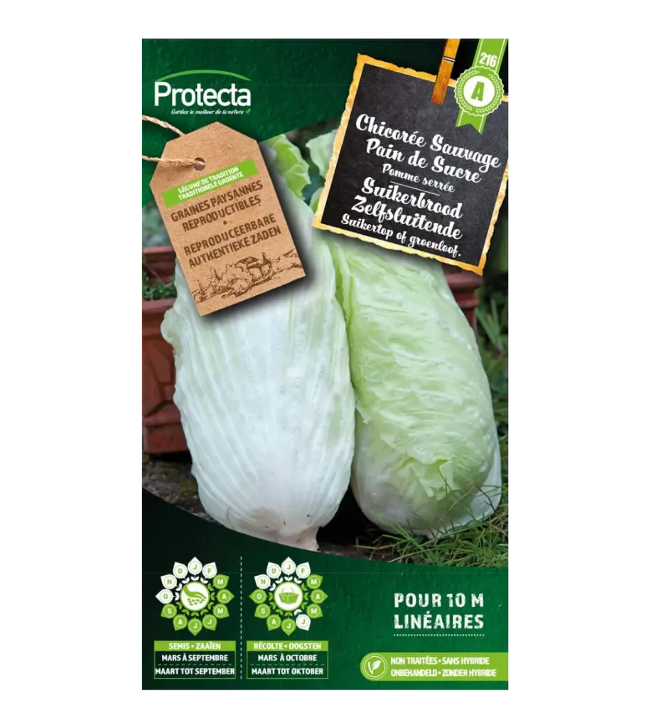 Chicorée Sauvage Pain de Sucre