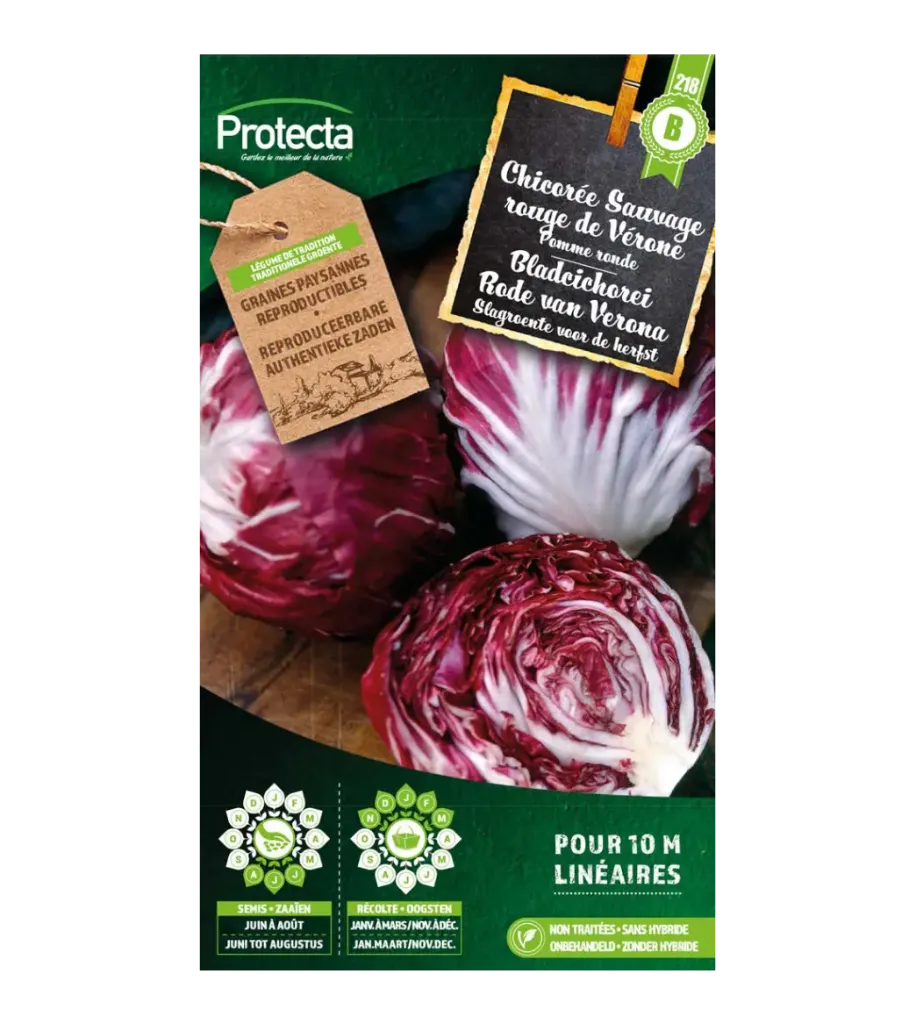 [SE-POT-00041] Chicorée Sauvage rouge de Vérone