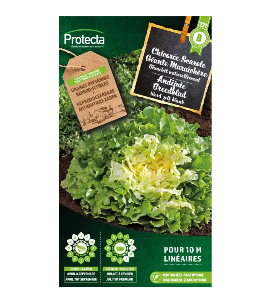 Chicorée Scarole Géante Maraîchère