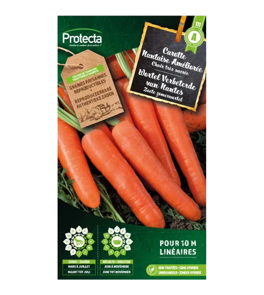 Carotte Nantaise Améliorée