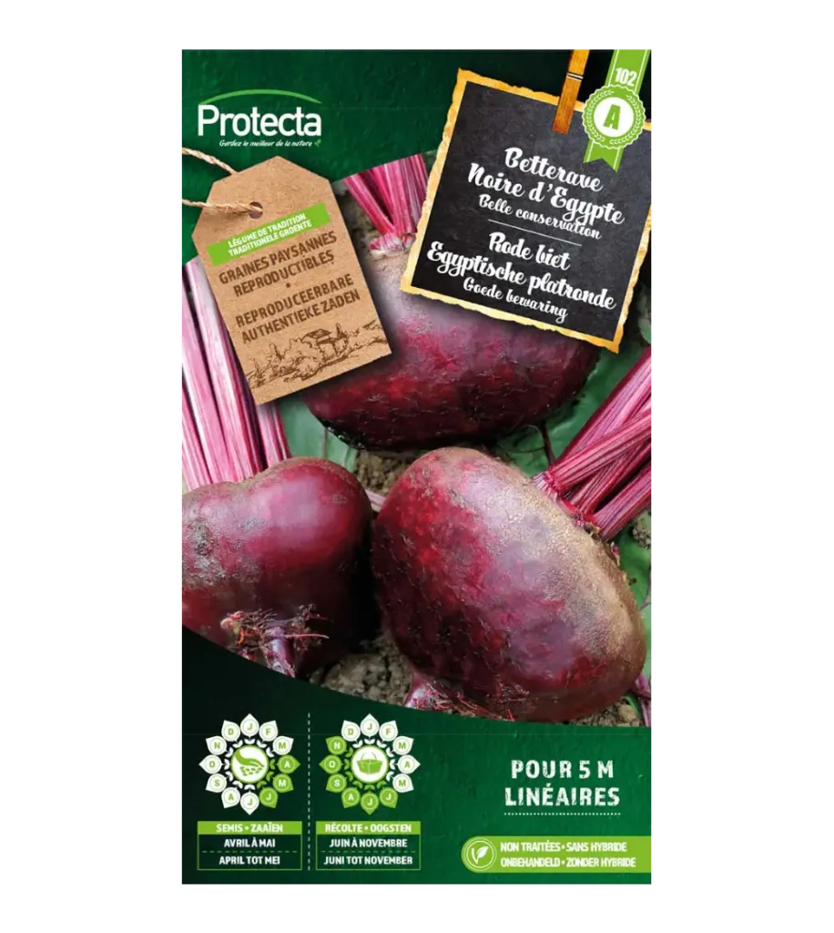 Betterave Noire d'Egypte