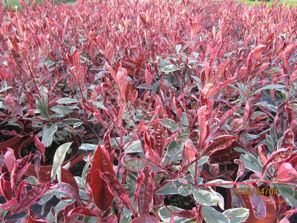 Photinia fraseri PINK MARBLE ® 'Cassini'