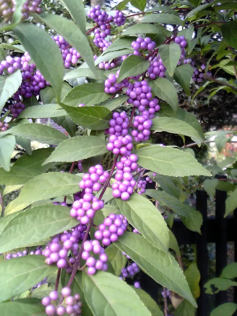 Callicarpa bod. 'Profusion'
