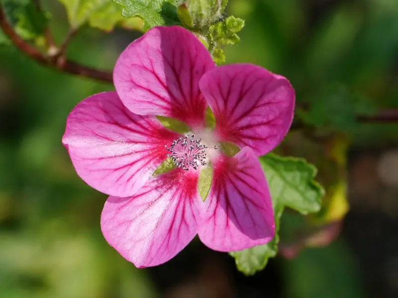 Anisodontea scabrosa 'Large Red'