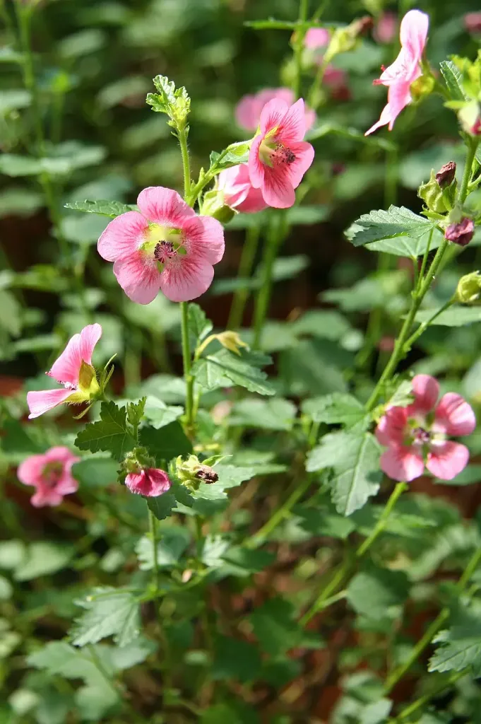 Anisodontea scabrosa 'Miss Pinky'