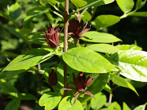 Calycanthus floridus