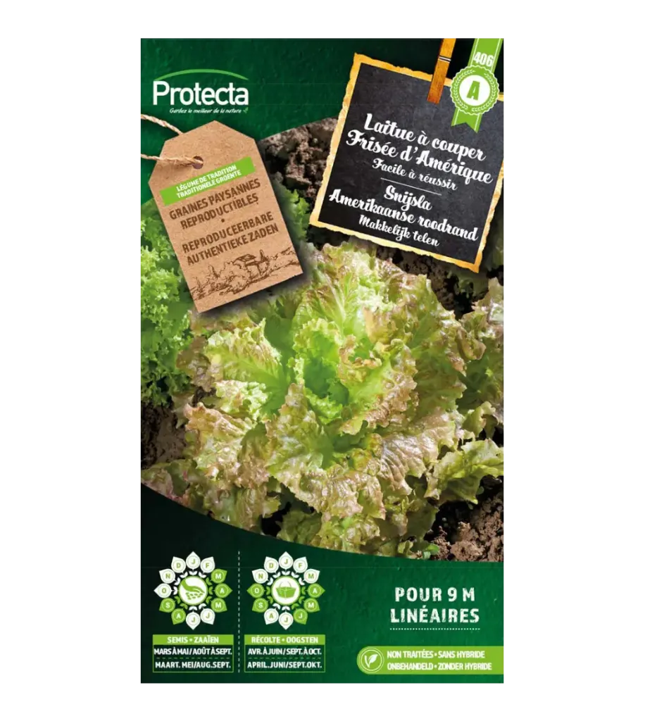 Laitue à couper Frisée d'Amérique