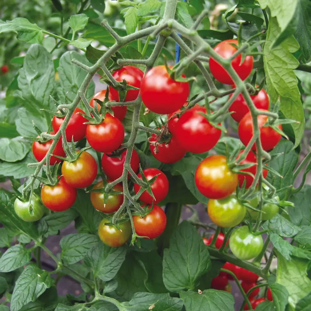 Tomate Cerise Supersweet 100