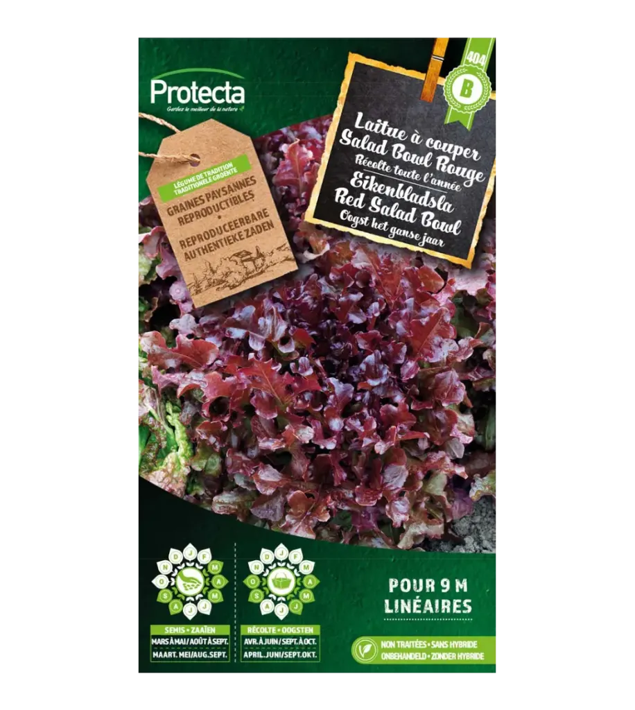 Laitue à couper Salad Bowl Rouge