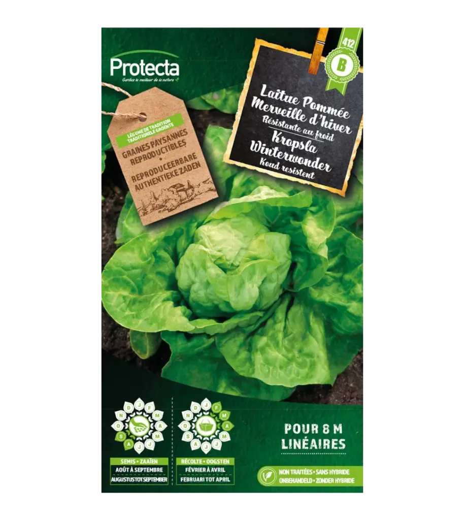 Laitue Pommée Merveille d'hiver