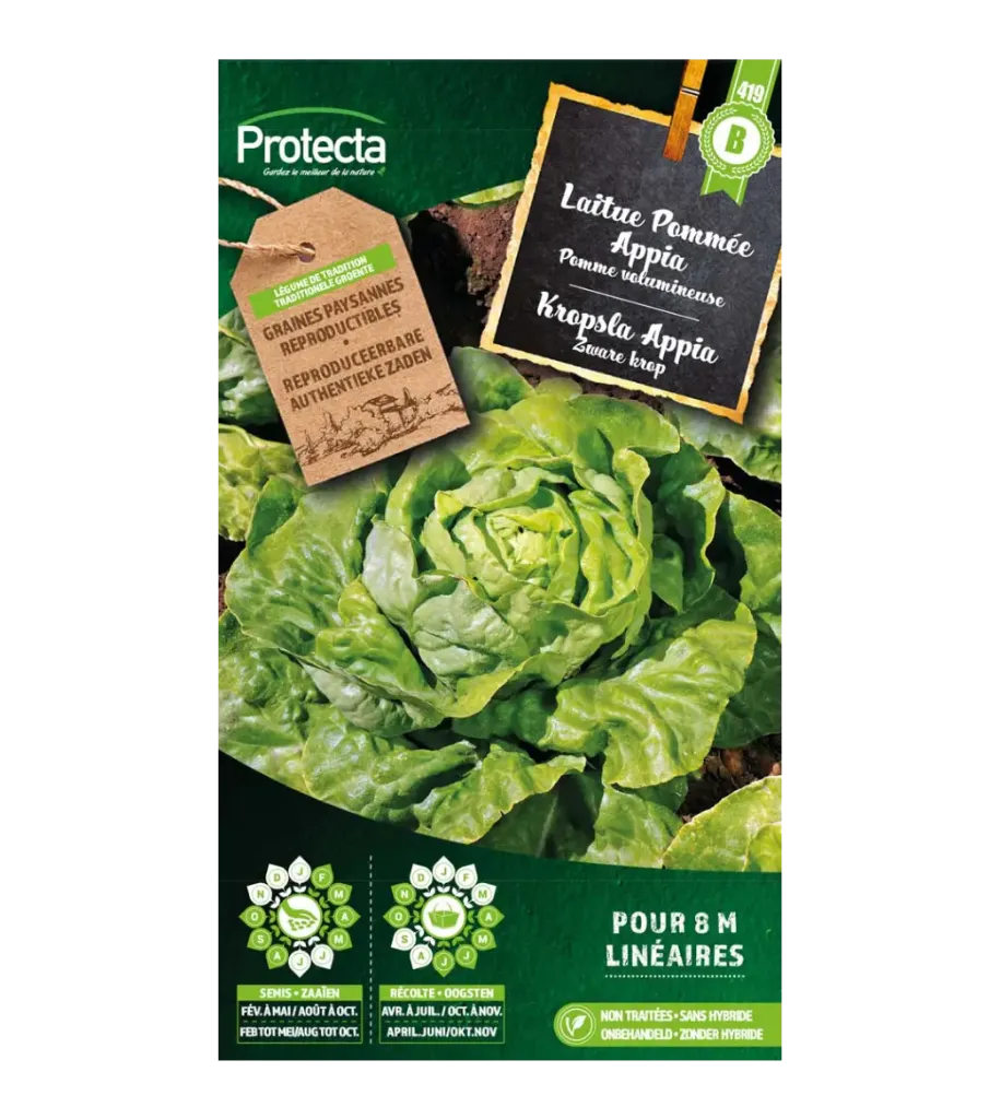 Laitue Pommée Appia