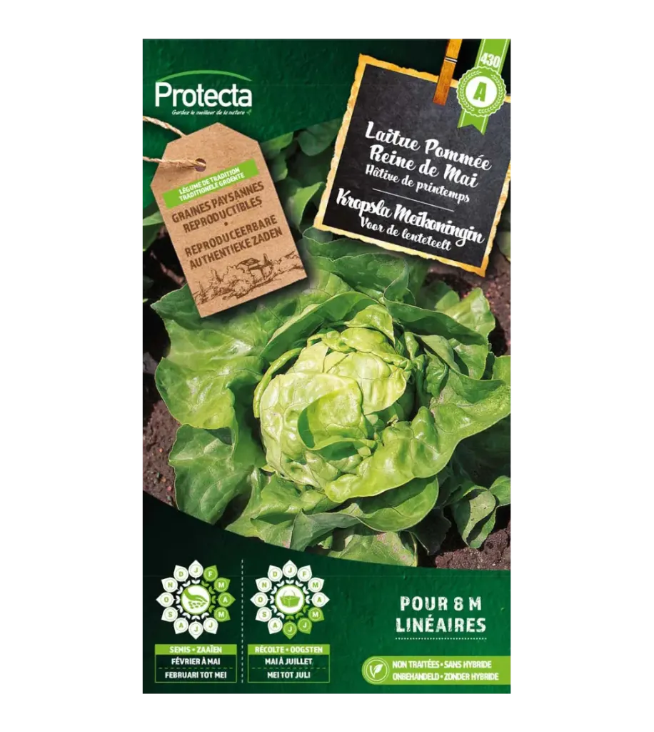 Laitue Pommée Reine de Mai