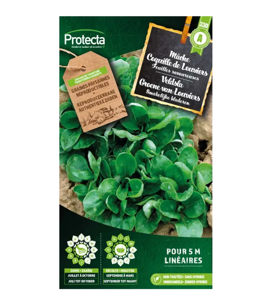 Mâche Coquille de Louviers