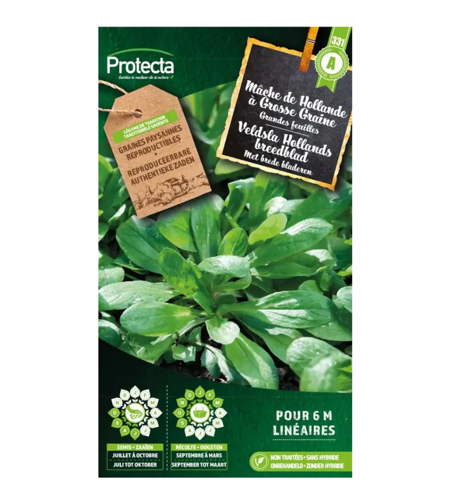 Mâche de Hollande à Grosse Graine