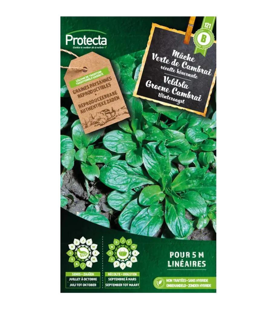 [SE-POT-00007] Mâche Verte de Cambrai
