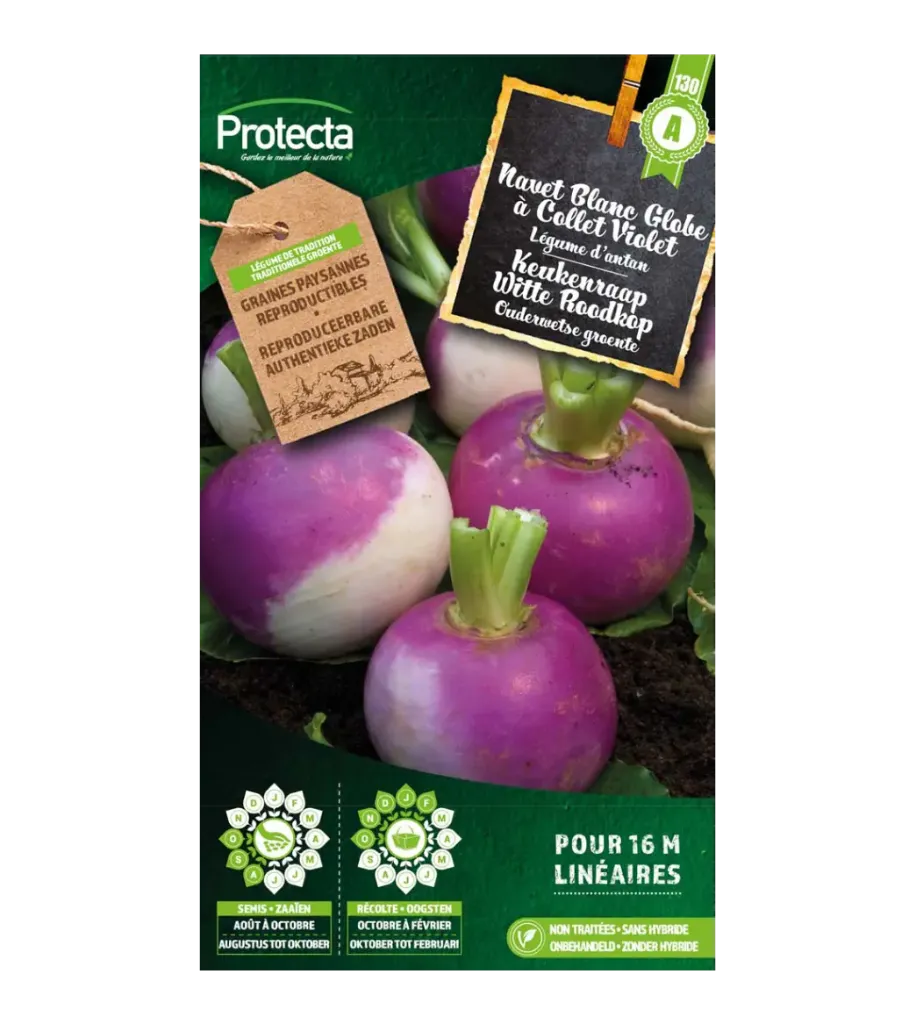 Navet Blanc Globe à Collet Violet