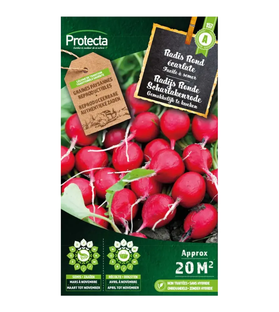 [SE-POT-00024] Radis Rond écarlate