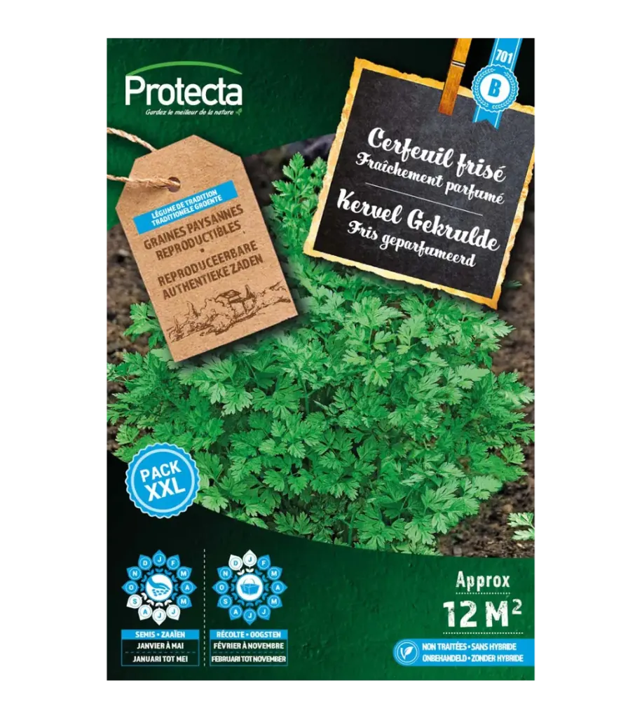 Cerfeuil frisé 2