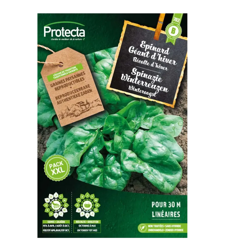 [SE-POT-00170] Epinard Géant d'hiver 2