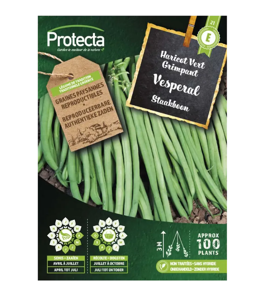 Haricot vert grimpant Vesperal