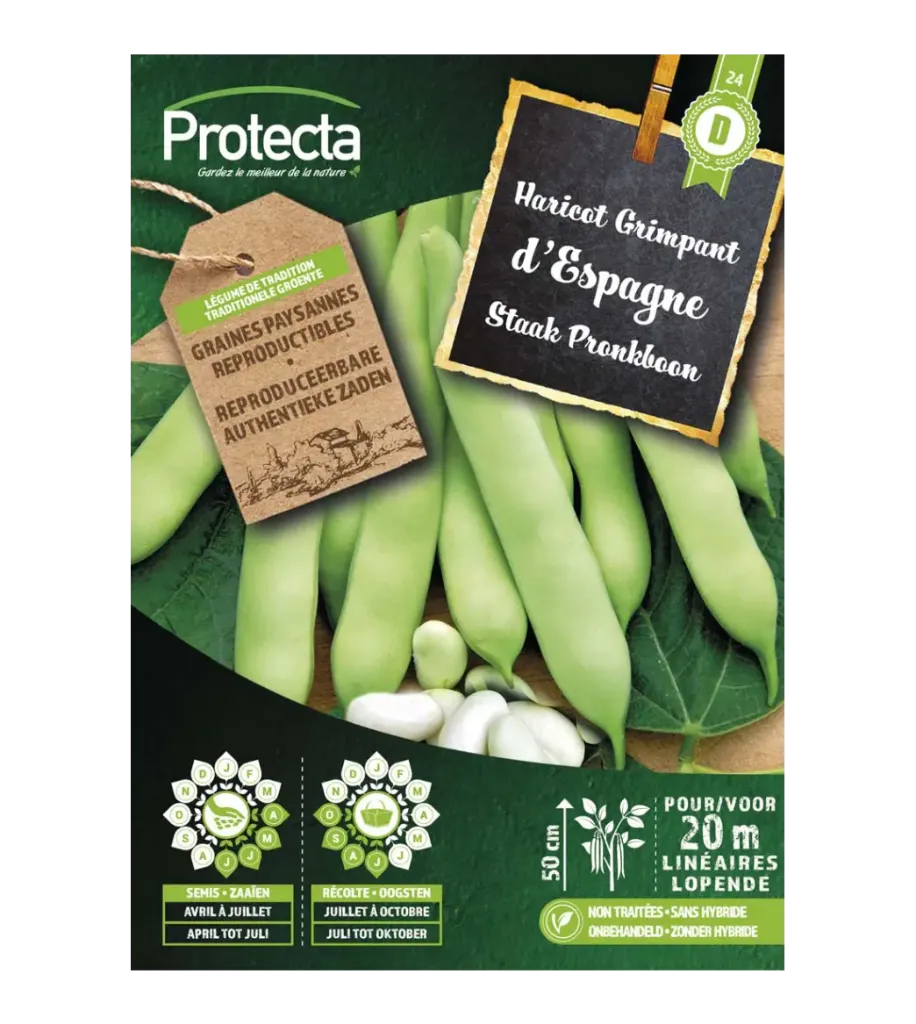 Haricot grimpant d'Espagne