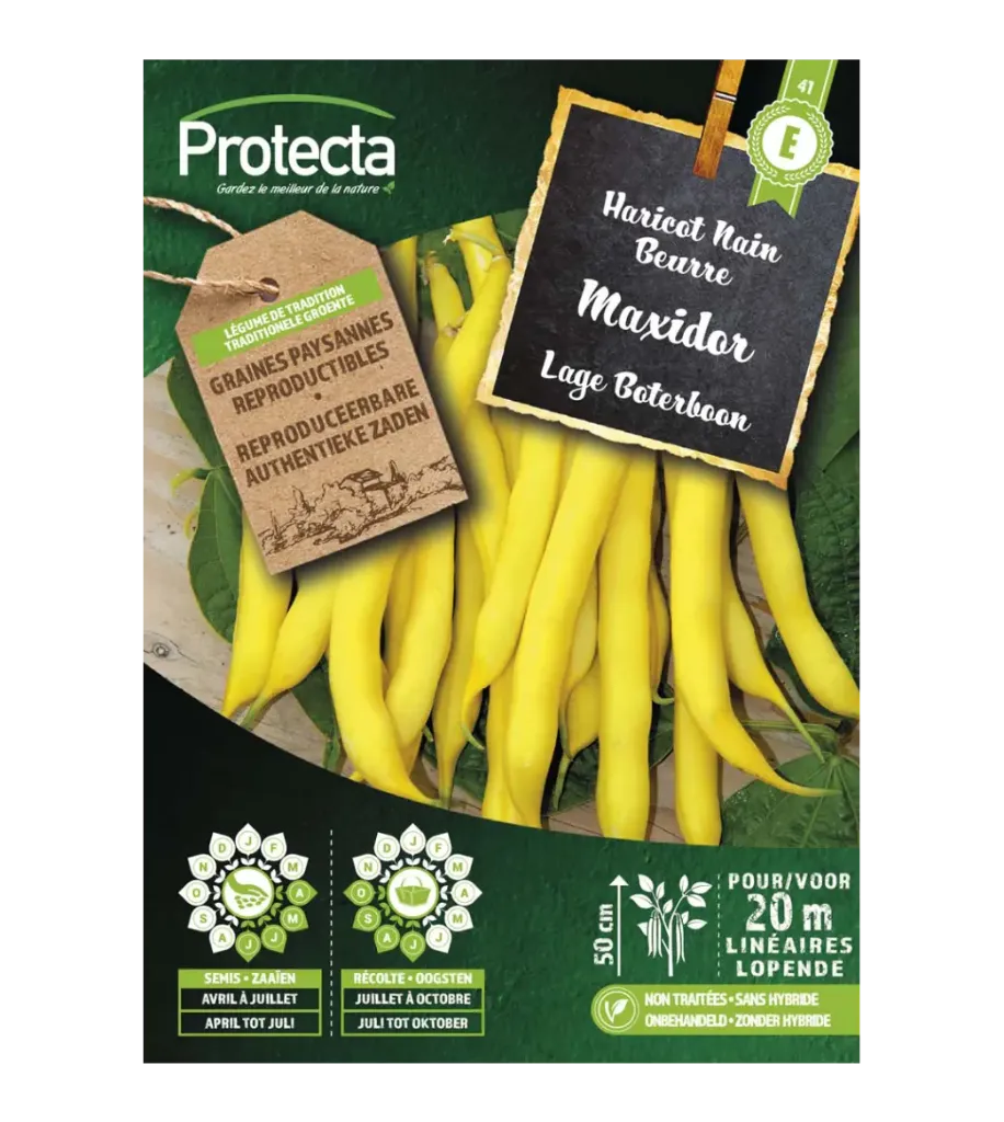 Haricot nain beurre Maxidor